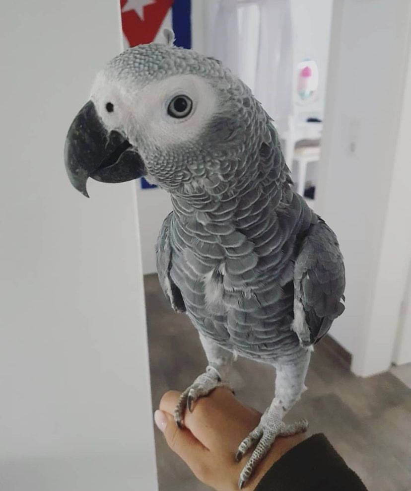 African Gray Parrot (Male)